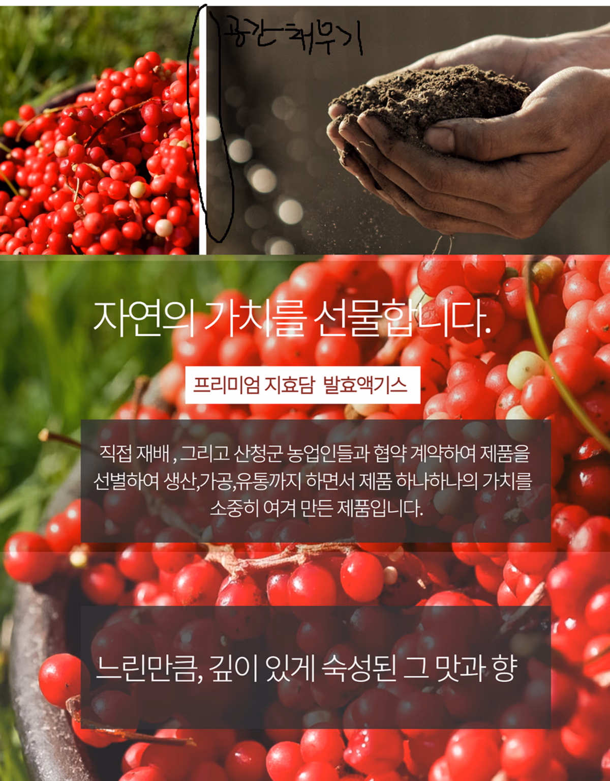 지효담 오미자 상세페이지 디자인 컷